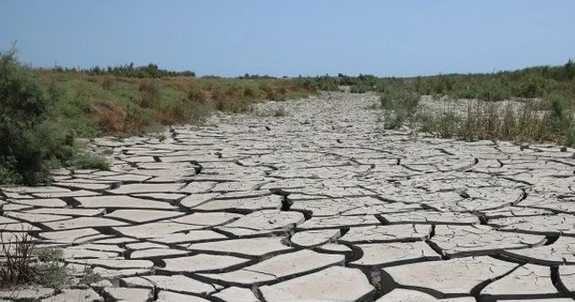 Сильная засуха могла спровоцировать крупнейшую за столетие вспышку желтой лихорадки в Бразилии