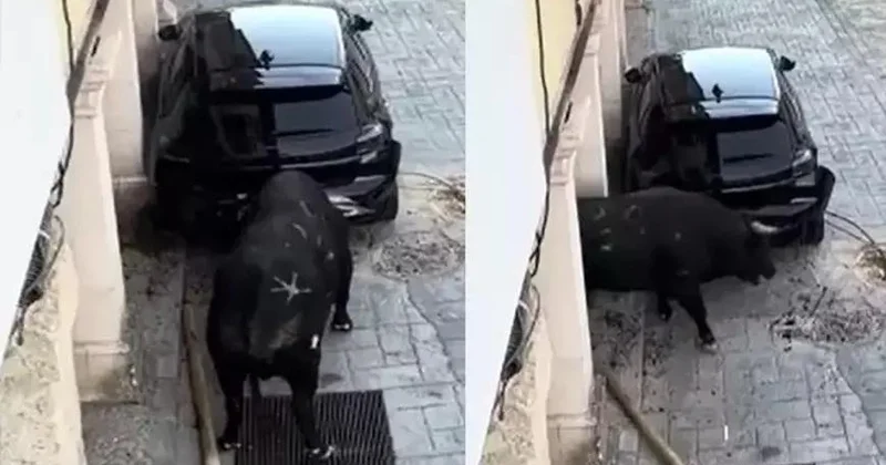 Qəzəbli buğa avtomobili məhv etdi