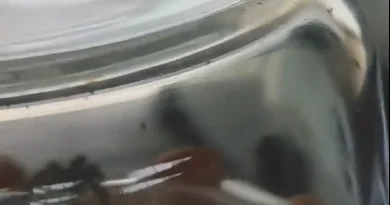 Панамец заснял загадочный объект, упавший с неба ВИДЕО