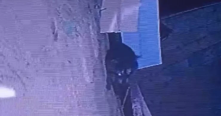 Lənkəranda evin damında yenot PEYDA OLDU: sakinlər didərgin düşdü