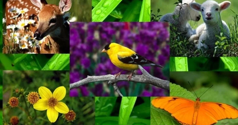 Böyük Qayıdış prosesində fauna müxtəlifliyinin qorunması xüsusi əhəmiyyət daşıyır