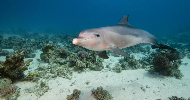 Balıqların yeməyini oğurlayan delfin