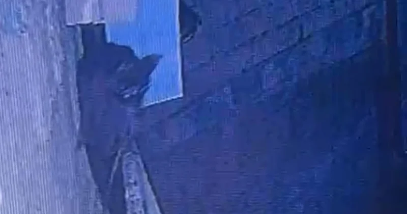 Yenotlar 1 aya yaxındır evin damında yaşayır Fotolar