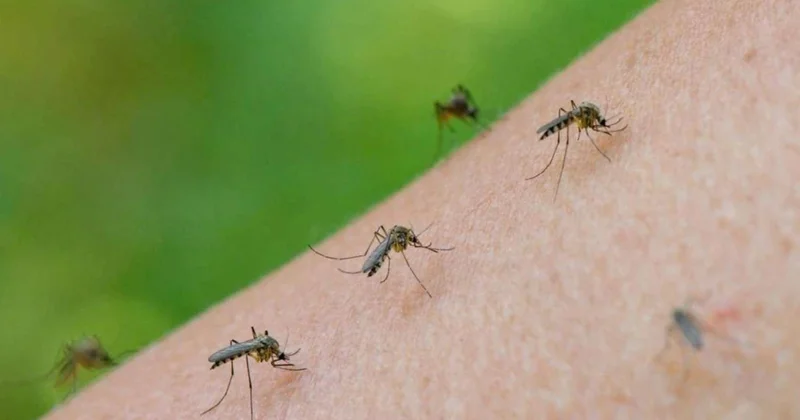 Çindən ağcaqanadlarla yeni təhlükəli virus yayılır