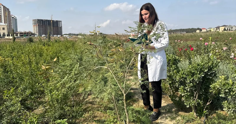 Dendrologiya İnstitutunun əməkdaşları Saray təcrübə sahəsində tədqiqat aparıblar