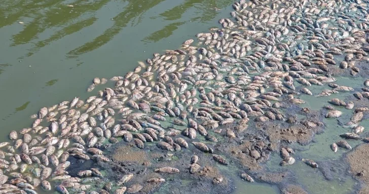 Названы причины массовой гибели рыбы в Бананиярском водохранилище в Нахчыване