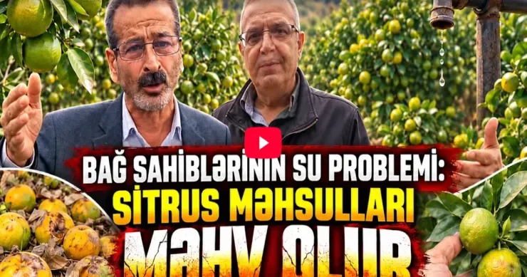 Astarada sitrus məhsulları susuzluqdan məhv olur VİDEO