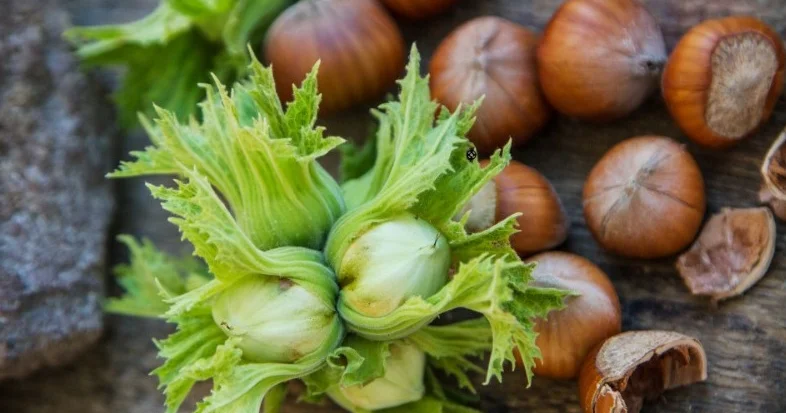 Təzə fındıq nə üçün xeyirlidir?
