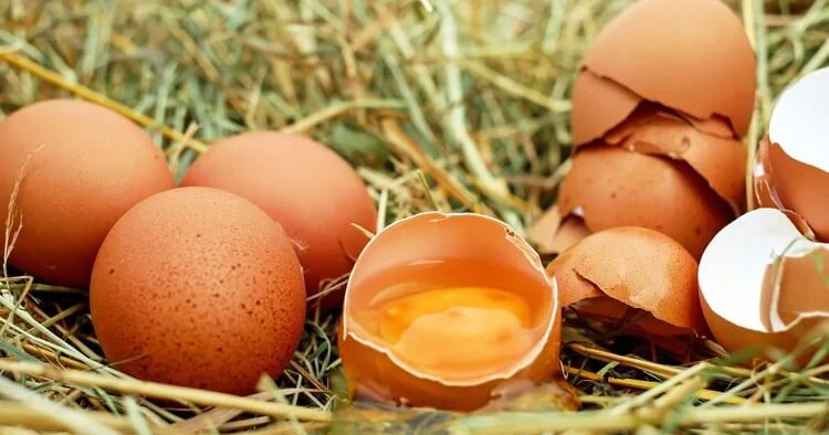 Yumurta sarısının rəngi Bu seçimi səhv etməyin, yoxsa...