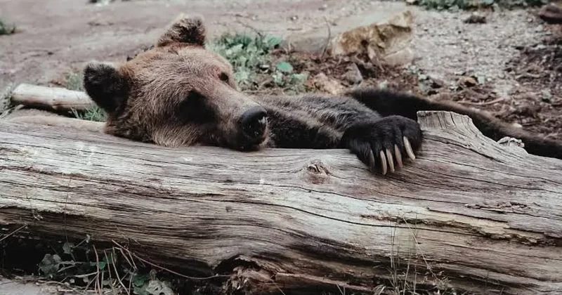 Медведи появились у нескольких сел на востоке Казахстана ВИДЕО