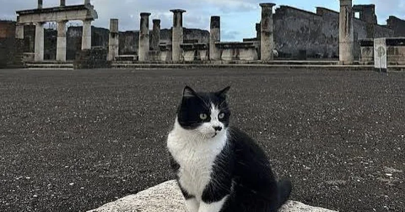Pompei Arxeoloji Parkının pişikləri haqqında yeni foto kitab