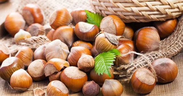 Alimlər fındıqdakı daha bir möcüzəni aşkarladılar