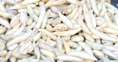 Dişləri ağardan kenger (qanqal) saqqızı
