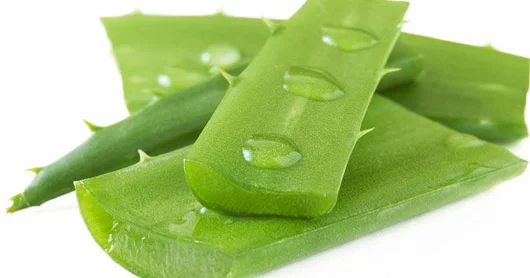 Aloe bitkisinin faydası VİDEO