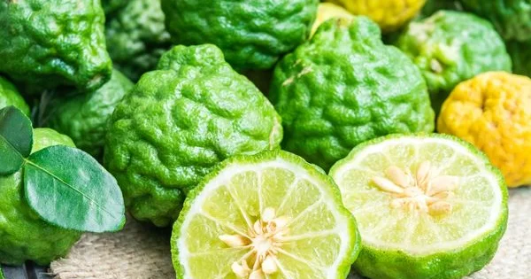 Çayından yağına kimi min faydası olan BERQAMOT