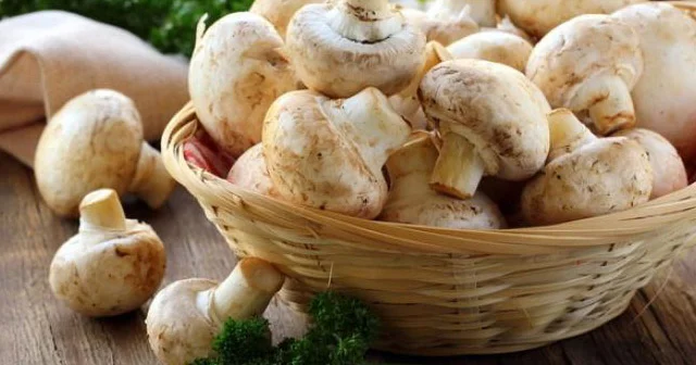 Şampinyon göbələyinin sağlamlığa inanılmaz faydası