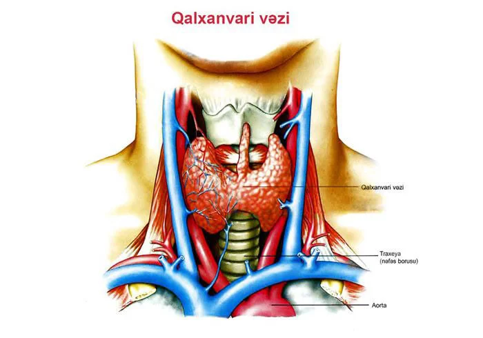 “Zob” adlandırdığımız “boğaz uru” nədir?