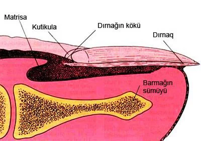 Dırnaqlara qulluq edilməsi