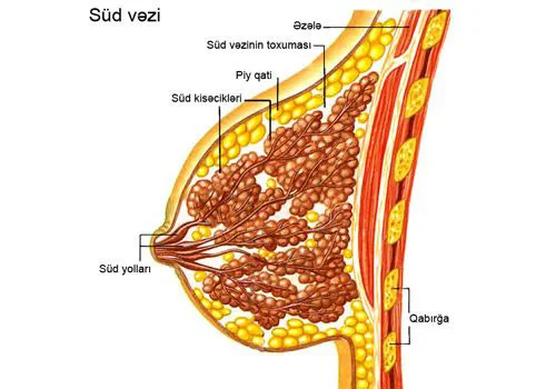 Qadın sağlamlığı və süd vəzilərinin vəziyyəti