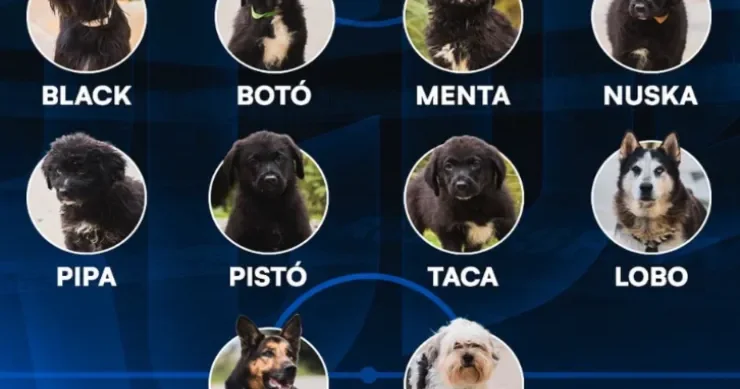 Ən qeyri adi oyunçu heyəti: futbolçular əvəzinə küçə itlərinin şəkilləri