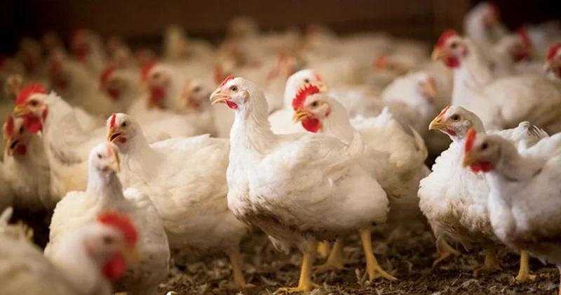 Испания ограничила разведение кур вне помещений