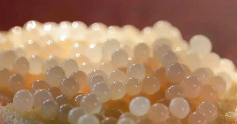 Ağ kürü satışı 36% artıb