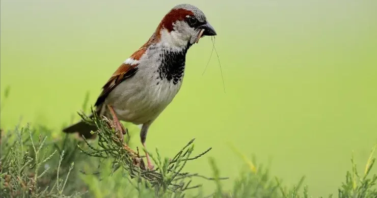 Sərçələrin sayı sürətlə azalır SƏBƏBLƏRİ