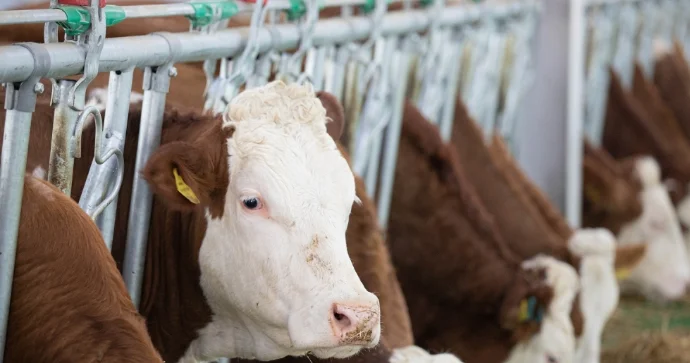 DAMAZLIQ TƏSƏRRÜFATI NECƏ ÇÖKDÜRÜLÜB? Hesablama Palatası dəhşətli vəziyyəti üzə çıxarıb
