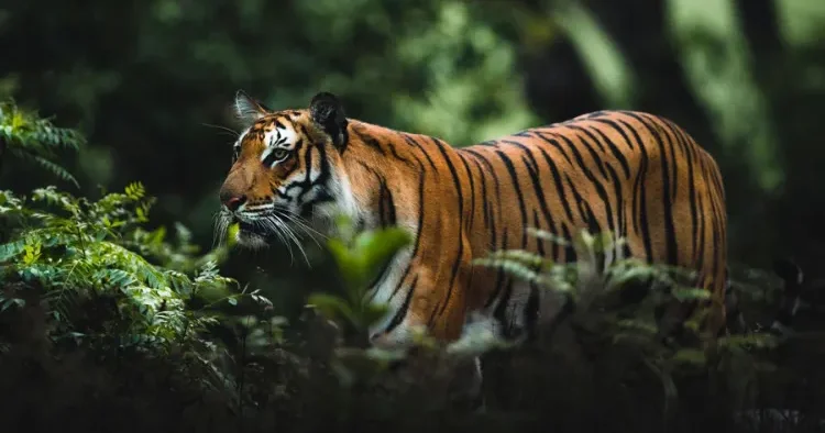 Ayaqyoluna getmək üçün meşəyə girən fermeri pələng PARÇALADI