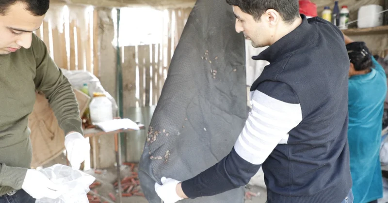 АПБА подняло жителей балакенских сел на борьбу с вредителем ФОТО