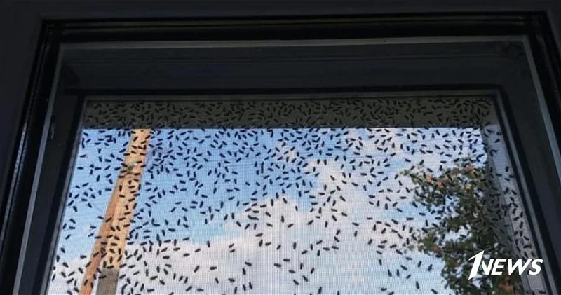  Водители в ужасе: Почему тысячи мух оккупировали бакинский поселок? ВИДЕО