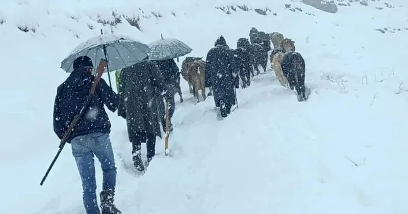 Dağda çarəsiz qalan heyvanlar kəndlilərin səyi ilə xilas edilib