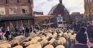 Сотни овец прошли через центр Нюрнберга ВИДЕО
