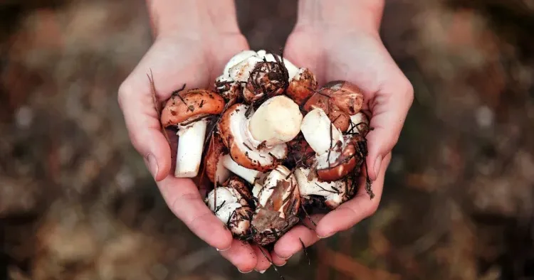 Meşəyə göbələk yığmağa getdi, İTDİ