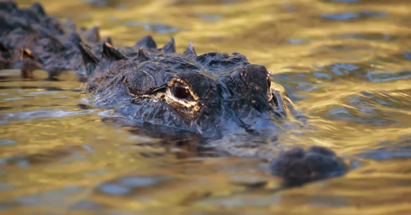 В Бразилии найден древнейший предок крокодилов