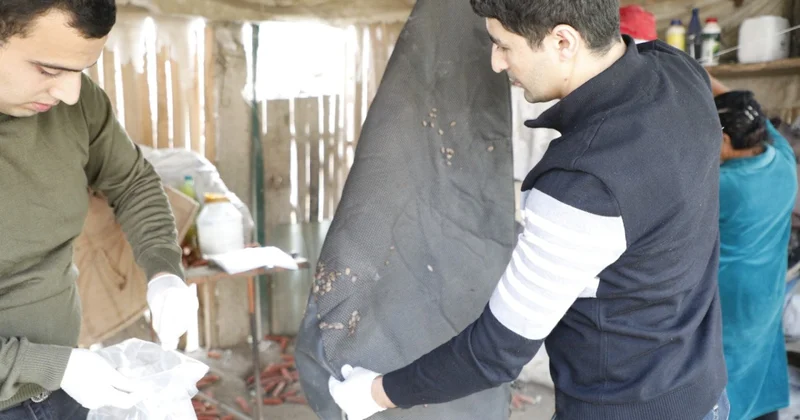 AQTA qəhvəyi mərmər bağacığına qarşı mübarizə tədbirlərini davam etdirir FOTOLAR