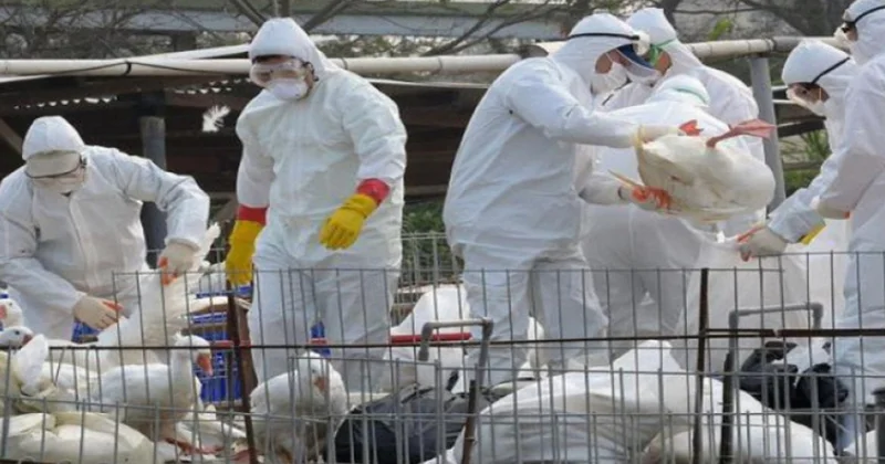 İspaniyada açıq havada toyuq yetişdirilməsinə qadağa qoyulub