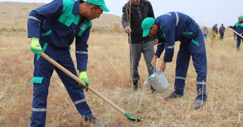 Cəhri tut bağında bərpa işləri görülüb