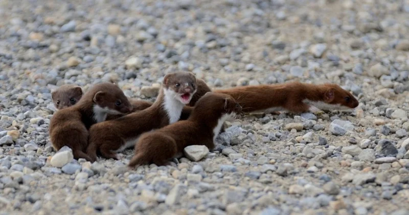 Çində yeni dələ növü aşkar edilib