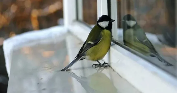 Quşun pəncərəyə çırpılması Xalq əlamətlərinə görə bu nə deməkdir?