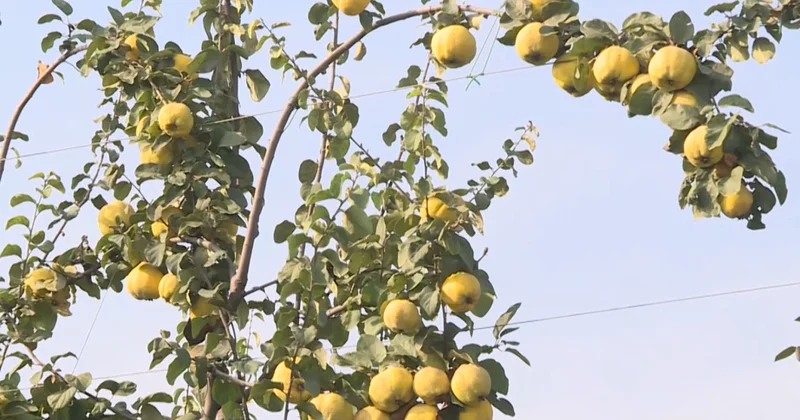 Dövlət dəstəyi ilə salınan intensiv bağlar: Saatlı heyvası BƏƏ və Avropaya ixrac olunur