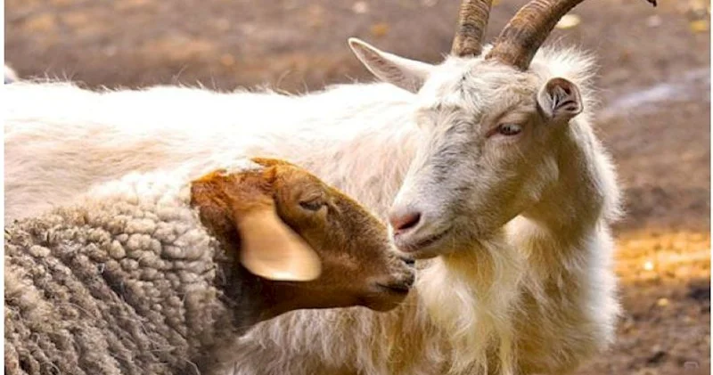 Azərbaycanda heyvanların sayı azalıb Son məlumatlar