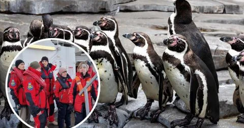 Международное исследование выявило рост конкуренции между пингвинами и рыбаками