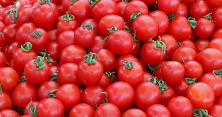Azərbaycanın xaricə pomidor satışından gəliri açıqlanıb
