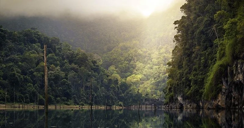 BMT: Dünya hər il 10 milyon hektar tropik meşələri itirir