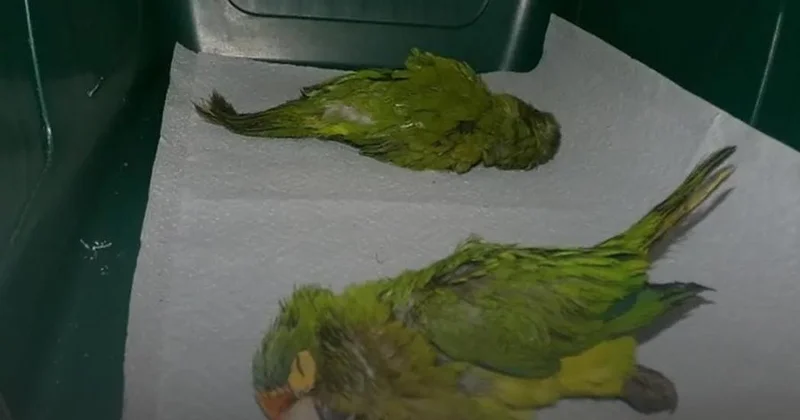 2 tutuquşuya görə 20 il həbsdə yata bilər