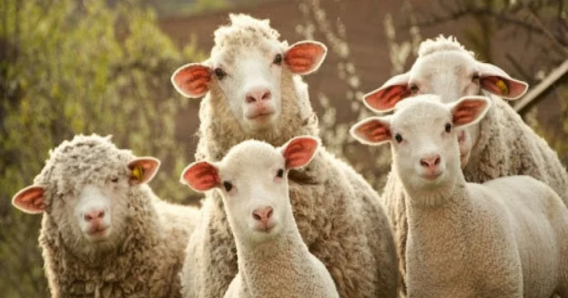 Azərbaycanda qoyun və keçilərin sayı kəskin azalıb