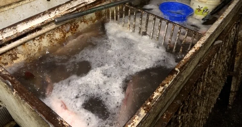 Məşhur bazarda çirkli suda ölü balıq saxlayan satıcı cərimələndi