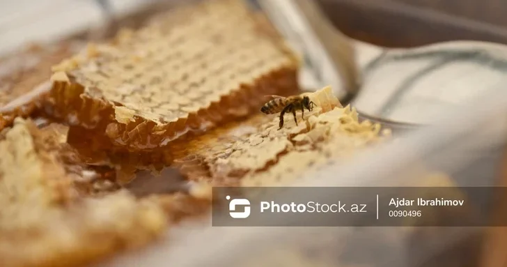 Цифровая революция в пчеловодстве Азербайджана: новые проекты получат господдержку