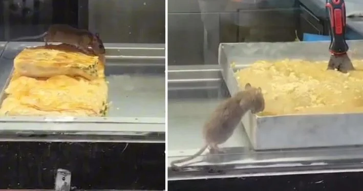 Siçan vitrindəki tortu yedi İyrənc mənzərə